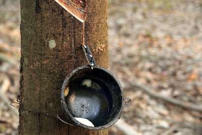 Close-up of chain hanging on tree trunk