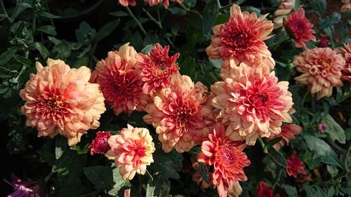 Close-up of flowers blooming outdoors