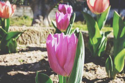 Close-up of pink crocus blooming outdoors