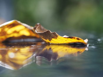 Close-up of insect on water