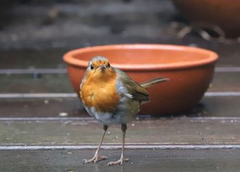 Close-up of bird perching