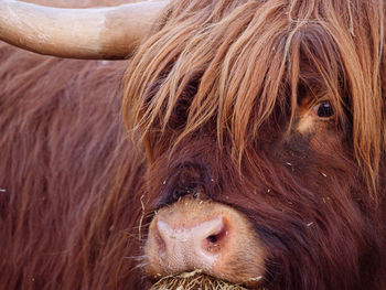 Close-up of highland cattle