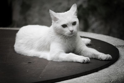Close-up portrait of white cat sitting outdoors