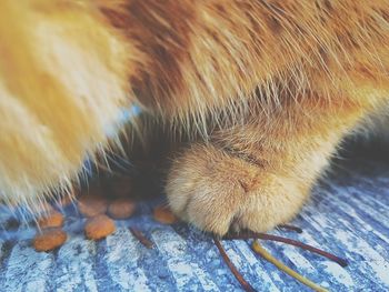 Close-up of a cat