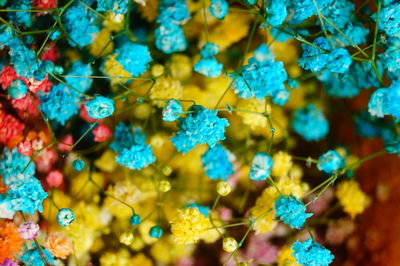 Close-up of blue flowering plant