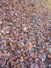 Close-up of fallen maple leaves