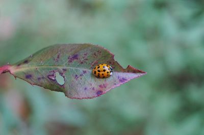 Close-up of ladybug on flower