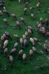 Herd of buffalo grazing in the field