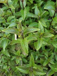 Full frame shot of green leaves