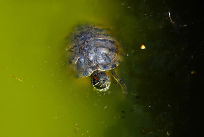 High angle view of turtle in lake