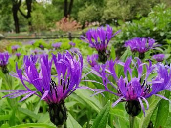 Close-up of purple flowering plant on field