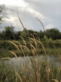 Close-up of grass on field against sky