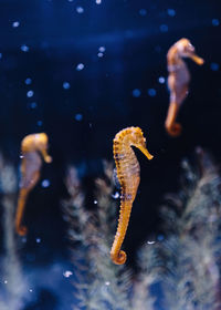 Close-up of fish swimming in sea