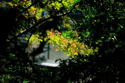 Close-up of tree against blurred background