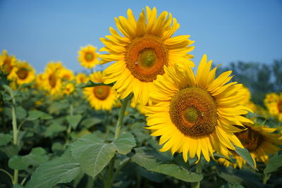 Close-up of yellow sunflower against sky