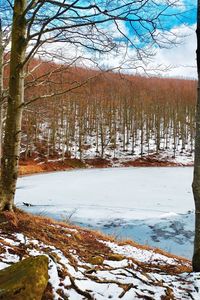 Bare trees on landscape against sky