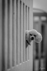 Close-up of dog peeking through window