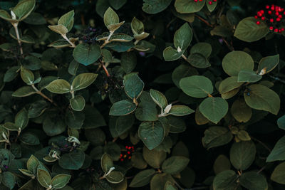 Green leaves and red berries