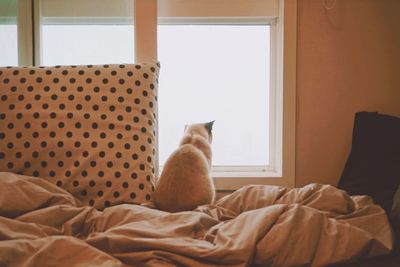 Cat by window on messy bed at home