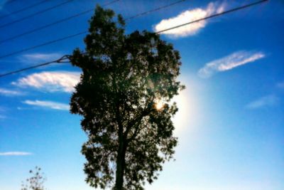 Low angle view of trees against cloudy sky