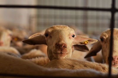 Close-up of an nice sheep