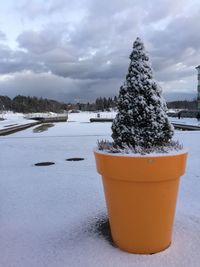 Close-up of snow covered plants on field against sky