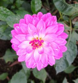 Close-up of pink flower blooming outdoors