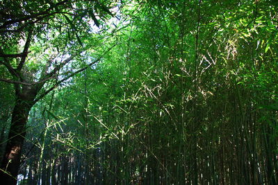 Trees in forest