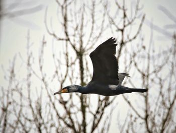 Low angle view of a bird flying