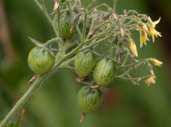 plant