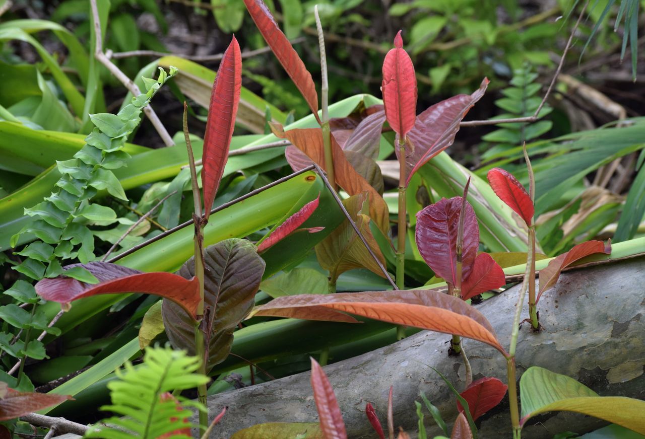 growth, plant, leaf, nature, beauty in nature, no people, outdoors, green color, day, fragility, freshness, close-up