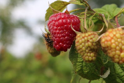 Close-up of strawberry growing on plant