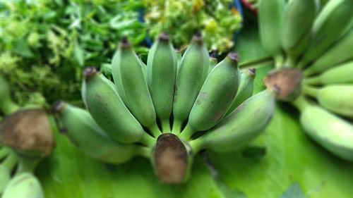 Full frame shot of succulent plant