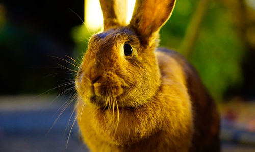 Close-up of an animal