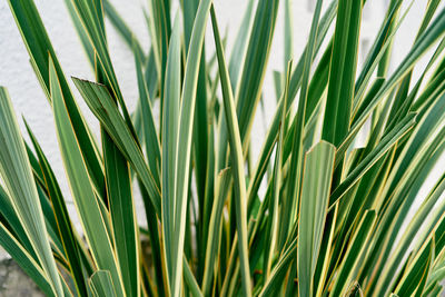 Close-up of palm leaf