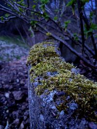 Close-up of tree