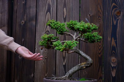 Midsection of person holding food on plant