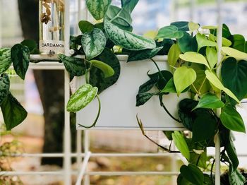 Close-up of ivy growing on potted plant