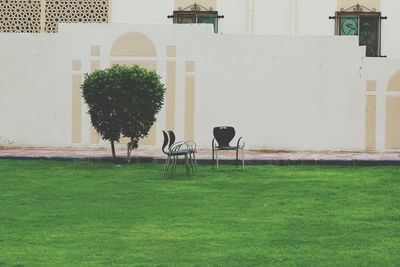 Trees growing in lawn