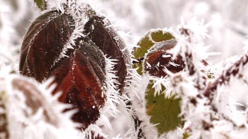 Close-up of plants during winter