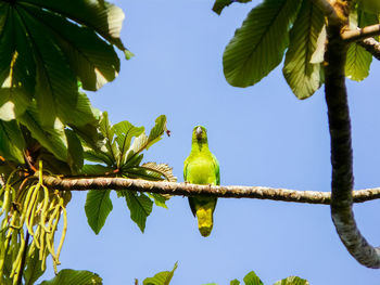 Low angle view of bird perching on tree