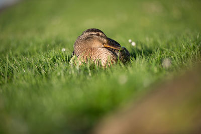 Mallard duck on grass