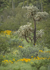 Yellow flowering tree in field