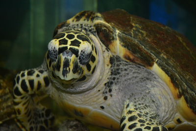 Close-up of tortoise