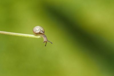 Close-up of snail on plant stem