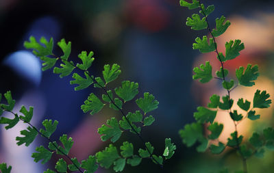 Close-up of fresh green plant