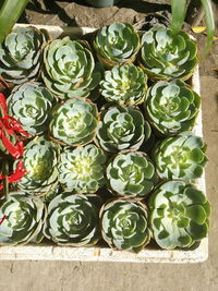 High angle view of cactus plants