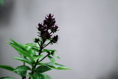 Close-up of flowering plant