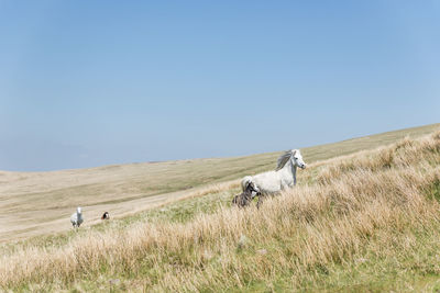 White and brown horses running in the wilderness of brecon beacons, wales, uk