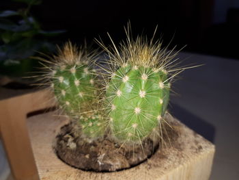 Close-up of succulent plant